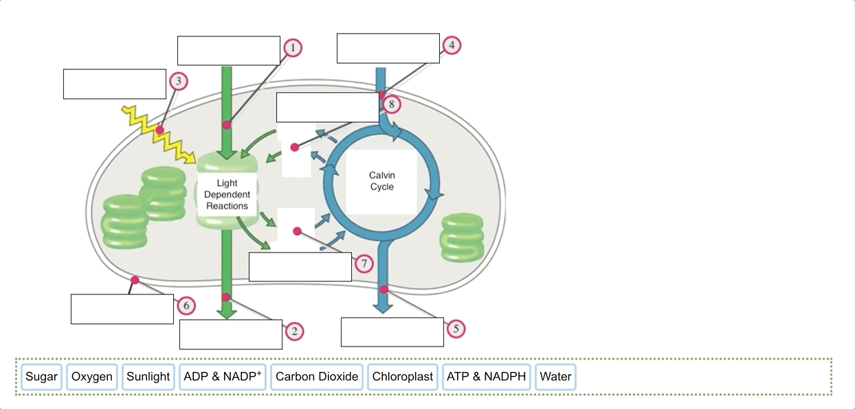 Label Image question type